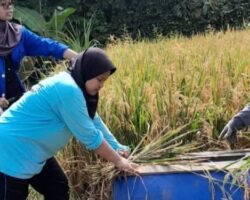 Semangat Mahasiswa Belajar Panen Padi Bersama Petani di Pelosok Lebak