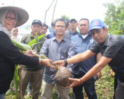 USBR Lakukan Penanaman Kelapa Hybrida Hibah dari Kementerian Pertanian